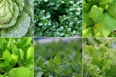 6 loại rau họ cải sẽ lên ầm ầm nếu trồng ngay đầu tháng 11 6 loại rau họ cải sẽ lên ầm ầm nếu trồng ngay đầu tháng 11