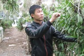 Anh nông dân trẻ thu tiền tỷ mỗi năm nhờ bén duyên hoa lan Anh nông dân trẻ thu tiền tỷ mỗi năm nhờ bén duyên hoa lan