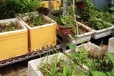 Chuồng gà quê, vườn rau sạch trên sân thượng giữa thủ đô Chuồng gà quê, vườn rau sạch trên sân thượng giữa thủ đô
