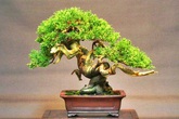 Những vật phẩm phong thủy đã mua phải biết dùng đúng cách Những vật phẩm phong thủy đã mua phải biết dùng đúng cách