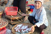 Hàm lượng kim loại nặng trong cá biển tại Hà Tĩnh ở ngưỡng cho phép Hàm lượng kim loại nặng trong cá biển tại Hà Tĩnh ở ngưỡng cho phép