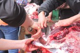 3 triệu đồng/kg thịt trâu chọi, muốn mua phải xếp hàng 3 triệu đồng/kg thịt trâu chọi, muốn mua phải xếp hàng