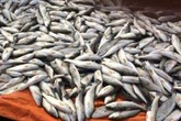Cá chết bất thường gần nhà máy lọc dầu Nghi Sơn do "thủy triều đỏ" Cá chết bất thường gần nhà máy lọc dầu Nghi Sơn do "thủy triều đỏ"