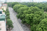Hàng cổ thụ ven hồ Thủ Lệ sẽ bị đánh chuyển, chặt hạ sau Tết Hàng cổ thụ ven hồ Thủ Lệ sẽ bị đánh chuyển, chặt hạ sau Tết