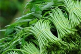 GS Lân Dũng 'cạch' ăn vỉa hè vì sợ ung thư GS Lân Dũng 'cạch' ăn vỉa hè vì sợ ung thư