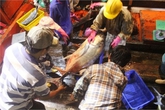 Bắt được đàn cá hiếm gặp, ngư dân thu về gần 700 triệu Bắt được đàn cá hiếm gặp, ngư dân thu về gần 700 triệu
