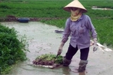 Sự thật về thuốc 'siêu tăng trưởng' phun rau cần 3 ngày là thu hoạch Sự thật về thuốc 'siêu tăng trưởng' phun rau cần 3 ngày là thu hoạch