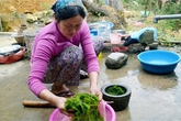 Đặc sản rêu đá trường thọ ở Hà Giang Đặc sản rêu đá trường thọ ở Hà Giang