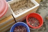 Dân Hà thành rủ nhau tích rác, ủ phân trong nhà Dân Hà thành rủ nhau tích rác, ủ phân trong nhà