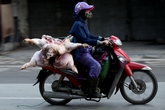 Heo 'lõa thể' từ khắp ngả nườm nượp vào chợ Thủ đô Heo 'lõa thể' từ khắp ngả nườm nượp vào chợ Thủ đô