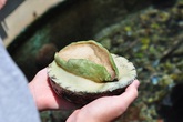 Bào ngư Úc 9 triệu đồng/kg: Nhà giàu Việt dưỡng sức chơi Tết Bào ngư Úc 9 triệu đồng/kg: Nhà giàu Việt dưỡng sức chơi Tết
