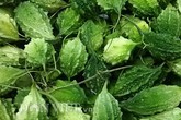 Đặc sản khổ qua rừng 80.000 đồng/kg Đặc sản khổ qua rừng 80.000 đồng/kg