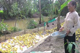Sống đạm bạc giữa cánh đồng, nuôi vịt lấy tiền xây hàng chục căn nhà và cầu từ thiện Sống đạm bạc giữa cánh đồng, nuôi vịt lấy tiền xây hàng chục căn nhà và cầu từ thiện