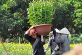 Vác hoa thuê lấy tiền sắm Tết Vác hoa thuê lấy tiền sắm Tết