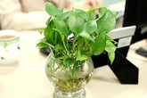Vật phẩm phong thủy được dân công sở ưa chuộng Vật phẩm phong thủy được dân công sở ưa chuộng
