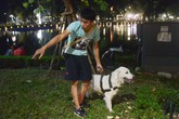 Người Hà Nội vẫn "vô tư" dắt chó không rọ mõm vào phố đi bộ Người Hà Nội vẫn "vô tư" dắt chó không rọ mõm vào phố đi bộ