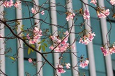 Ngỡ ngàng trước sắc hồng rực rỡ của loài hoa được ví như "anh đào" ở Sài Gòn Ngỡ ngàng trước sắc hồng rực rỡ của loài hoa được ví như "anh đào" ở Sài Gòn