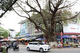 Những cây bồ đề đặc biệt ở thủ đô Những cây bồ đề đặc biệt ở thủ đô
