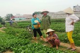 Vụ VTV dàn dựng Clip: Tường trình của người cầm chổi quét rau Vụ VTV dàn dựng Clip: Tường trình của người cầm chổi quét rau