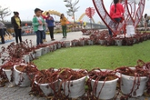 Người dân phải chụp ảnh với… hoa héo Người dân phải chụp ảnh với… hoa héo