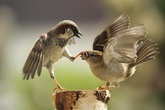 Những khoảnh khắc tuyệt đẹp phải may mắn lắm bạn mới được chứng kiến Những khoảnh khắc tuyệt đẹp phải may mắn lắm bạn mới được chứng kiến