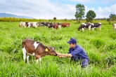 Vinamilk đạt chứng nhận trang trại bò sữa Organic đầu tiên tại Việt Nam Vinamilk đạt chứng nhận trang trại bò sữa Organic đầu tiên tại Việt Nam