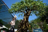 Mai, khế, lộc vừng giá hàng tỷ đổ về phố nhà giàu Sài Gòn Mai, khế, lộc vừng giá hàng tỷ đổ về phố nhà giàu Sài Gòn
