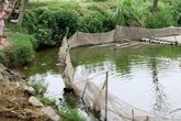 Sơ ý để cháu chết đuối, ông ngoại uống thuốc diệt cỏ tự vẫn Sơ ý để cháu chết đuối, ông ngoại uống thuốc diệt cỏ tự vẫn