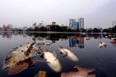 Hà Nội: Chuyên gia lý giải nguyên nhân 5 tấn cá chết ở hồ Hoàng Cầu Hà Nội: Chuyên gia lý giải nguyên nhân 5 tấn cá chết ở hồ Hoàng Cầu