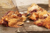 Cả làng hoang mang vì hàng trăm gia cầm bị "quái vật" hút máu Cả làng hoang mang vì hàng trăm gia cầm bị "quái vật" hút máu