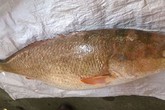 Bắt được cá sủ vàng 9 kg trị giá cả tỷ đồng Bắt được cá sủ vàng 9 kg trị giá cả tỷ đồng