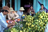 Giá cam nghịch vụ tăng mạnh Giá cam nghịch vụ tăng mạnh