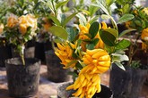"Phật thủ bonsai" giá hàng chục triệu ở làng Đắc Sở "Phật thủ bonsai" giá hàng chục triệu ở làng Đắc Sở
