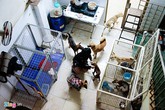 Cô gái Sài Gòn nuôi 50 con chó, mèo khuyết tật Cô gái Sài Gòn nuôi 50 con chó, mèo khuyết tật