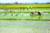 Đang đi cấy hộ, em dâu bị anh chồng chém tử vong ngay dưới ruộng Đang đi cấy hộ, em dâu bị anh chồng chém tử vong ngay dưới ruộng
