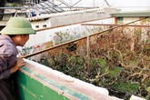 Đào Tết Đinh Dậu 2017: Đào thế “gà vàng”, “phú quý”… lên ngôi Đào Tết Đinh Dậu 2017: Đào thế “gà vàng”, “phú quý”… lên ngôi