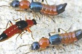 Điện Biên: Nhiều giáo viên, học sinh bị phỏng rộp, viêm da do kiến ba khoang Điện Biên: Nhiều giáo viên, học sinh bị phỏng rộp, viêm da do kiến ba khoang