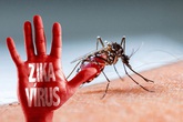 Các trường hợp nhiễm mới virus Zika có thể chưa dừng lại Các trường hợp nhiễm mới virus Zika có thể chưa dừng lại