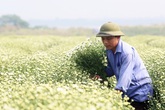 Thu hàng trăm triệu đồng nhờ trồng cúc họa mi Thu hàng trăm triệu đồng nhờ trồng cúc họa mi