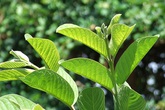 Con suýt gặp họa vì mẹ cho ăn búp ổi Con suýt gặp họa vì mẹ cho ăn búp ổi