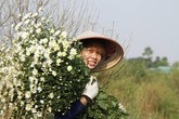 Hà Nội vào mùa cúc họa mi - trước lúc "lên ngôi" là một thời quên lãng Hà Nội vào mùa cúc họa mi - trước lúc "lên ngôi" là một thời quên lãng
