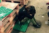 Khóc - cười chuyện du học (1): Hết mơ mộng là căng mình làm thêm Khóc - cười chuyện du học (1): Hết mơ mộng là căng mình làm thêm