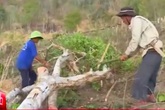 Phóng sự phá rừng của VTV24: Quay được cảnh nhận tiền, bảo kê, sao chặt cây phải “dựng”? Phóng sự phá rừng của VTV24: Quay được cảnh nhận tiền, bảo kê, sao chặt cây phải “dựng”?