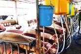Kinh hãi hàng trăm con heo bị tiêm thuốc an thần trước khi vào lò mổ Kinh hãi hàng trăm con heo bị tiêm thuốc an thần trước khi vào lò mổ