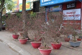 Đào Tết xuống phố: Hoa rực rỡ, người lo âu Đào Tết xuống phố: Hoa rực rỡ, người lo âu