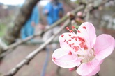 Ngắm đào rừng bạc triệu khoe sắc ngập tràn phố Ngắm đào rừng bạc triệu khoe sắc ngập tràn phố