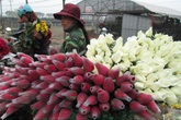 Mai 8/3, nông dân ngán ngẩm vì hoa "một đồng bạc một bông" Mai 8/3, nông dân ngán ngẩm vì hoa "một đồng bạc một bông"
