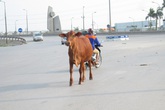 Trâu bò “náo loạn” đường ra sân bay Nội Bài Trâu bò “náo loạn” đường ra sân bay Nội Bài