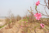 Vì sao còn hơn một tháng nữa mới đến Tết, đào đã nở? Vì sao còn hơn một tháng nữa mới đến Tết, đào đã nở?