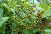 Tác dụng của xạ đen với u xơ tử cung, u nang buồng trứng Tác dụng của xạ đen với u xơ tử cung, u nang buồng trứng